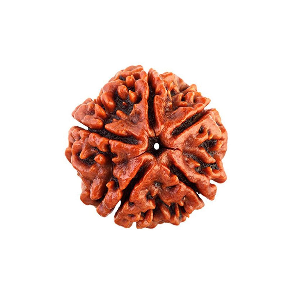 5 Mukhi Nepali Rudraksha