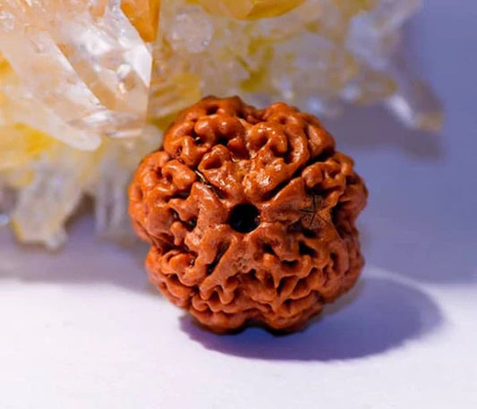 4 Mukhi Rudraksha