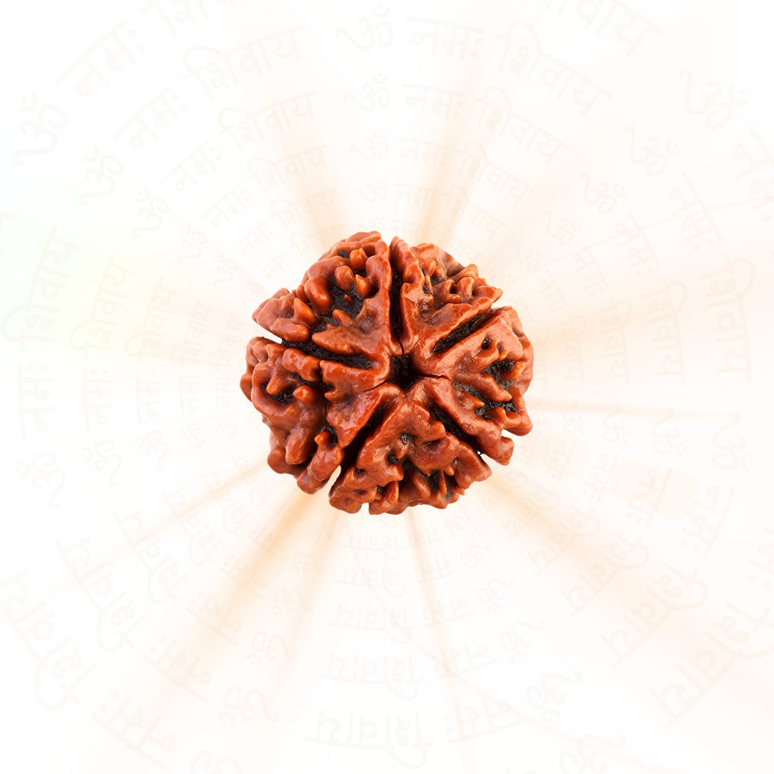 5 Mukhi Nepali Rudraksha